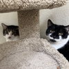 Sauerkraut & Mewthree - Photo 1