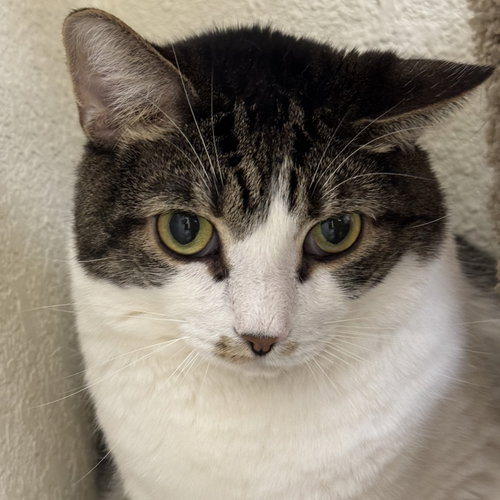 SAUERKRAUT & MEWTHREE - Domestic Short Hair available for adoption