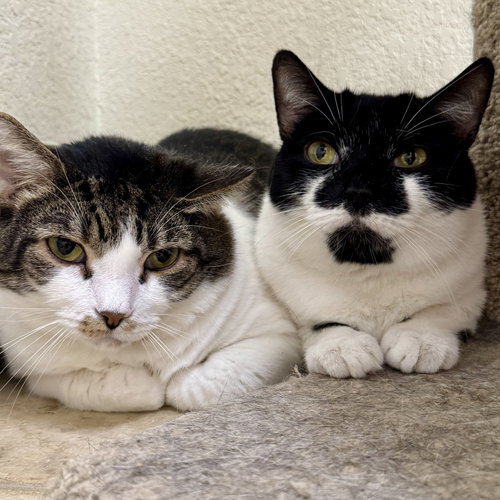 Photo 3 of Sauerkraut & Mewthree