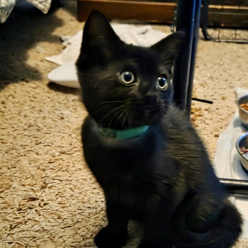 Licorice, an adoptable Domestic Short Hair in Winchendon, MA