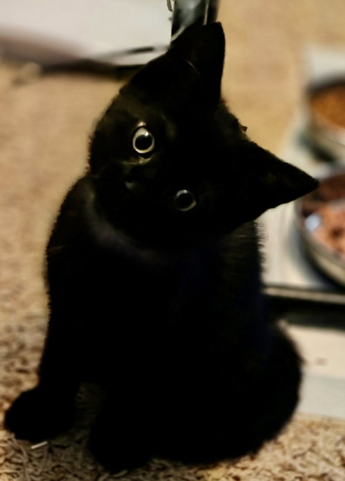 Poe, an adoptable Domestic Short Hair in Winchendon, MA