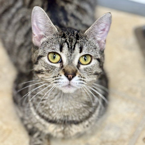 Marina, an adoptable Domestic Short Hair in Winchendon, MA