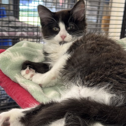 Aloha, an adoptable Domestic Long Hair in Winchendon, MA