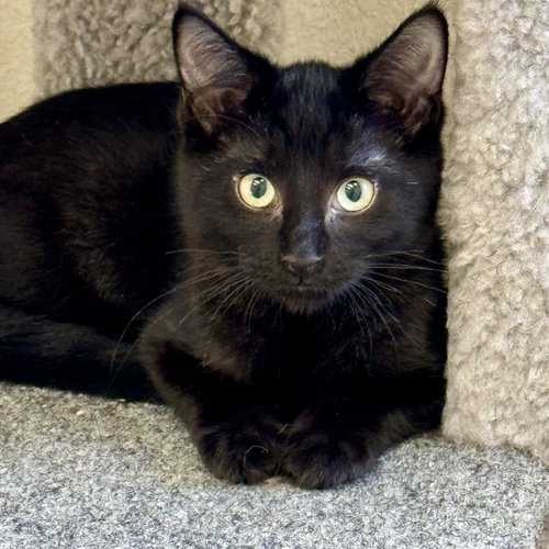 Kai, an adoptable Domestic Short Hair in Winchendon, MA