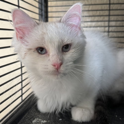 Coconut, an adoptable Domestic Medium Hair in Winchendon, MA