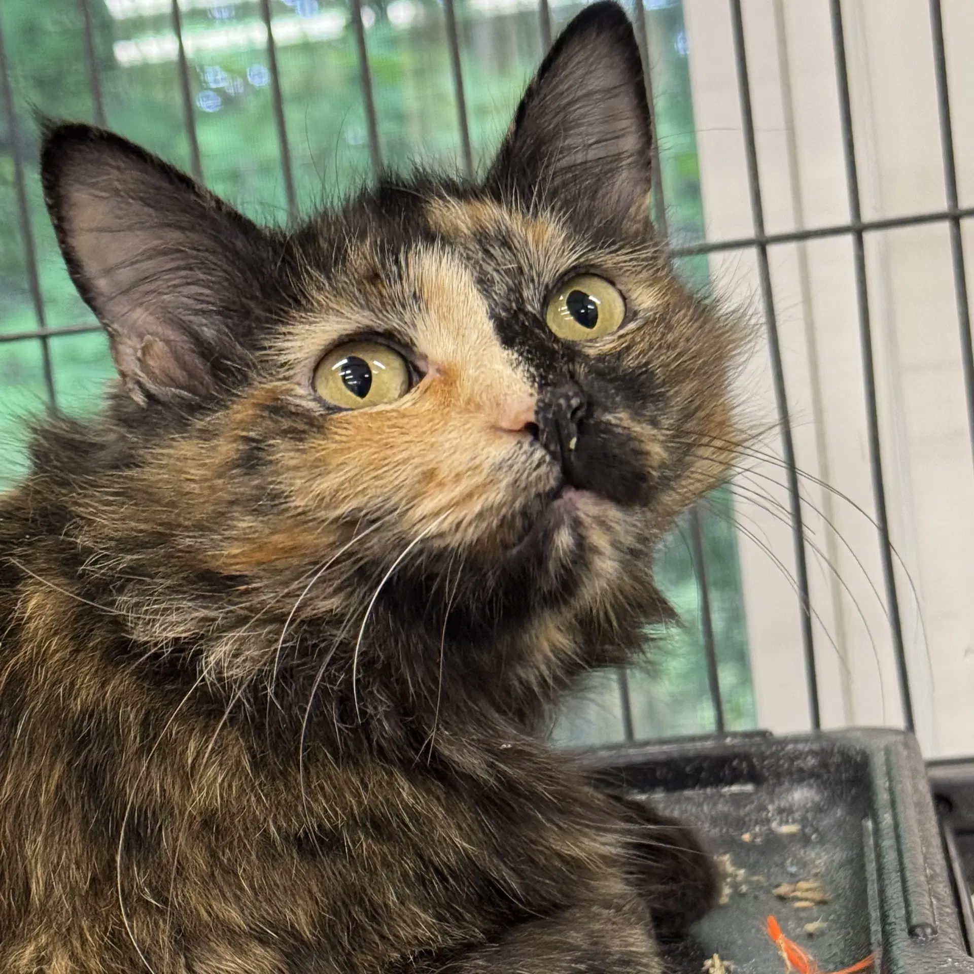 Honeybell - Domestic Medium Hair