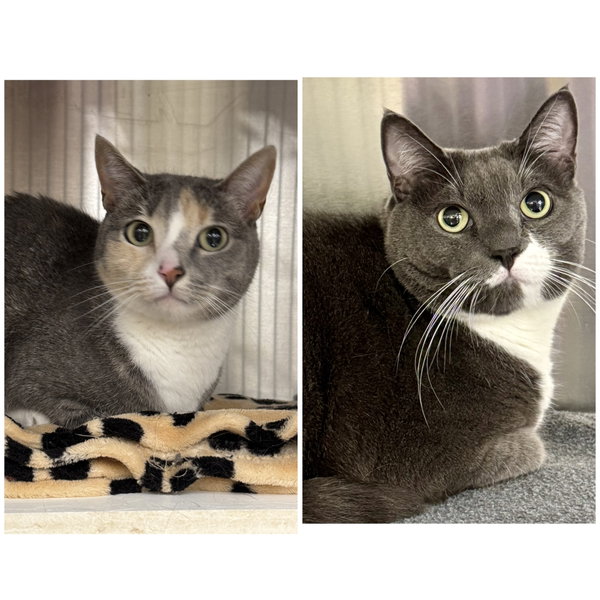 Herman and Lily