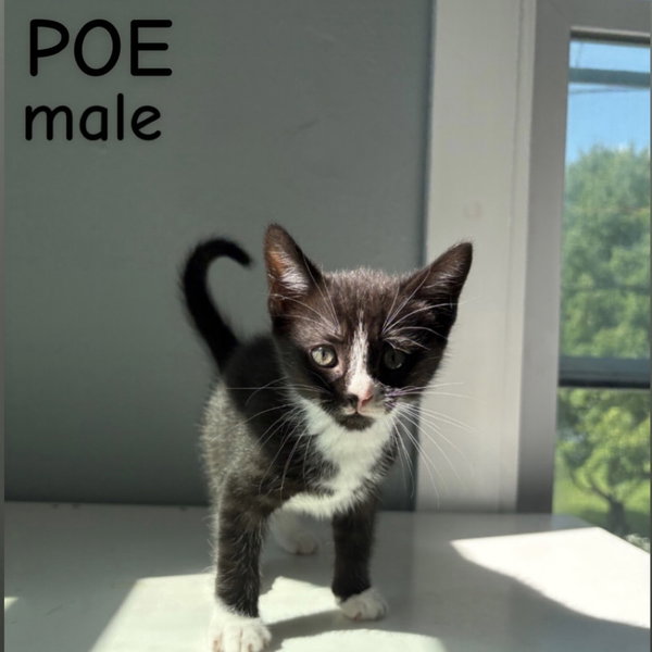 Poe