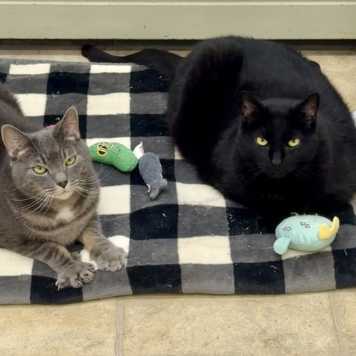 Appa & Little, a cat for adoption from Ahimsa Haven Animal Rescue