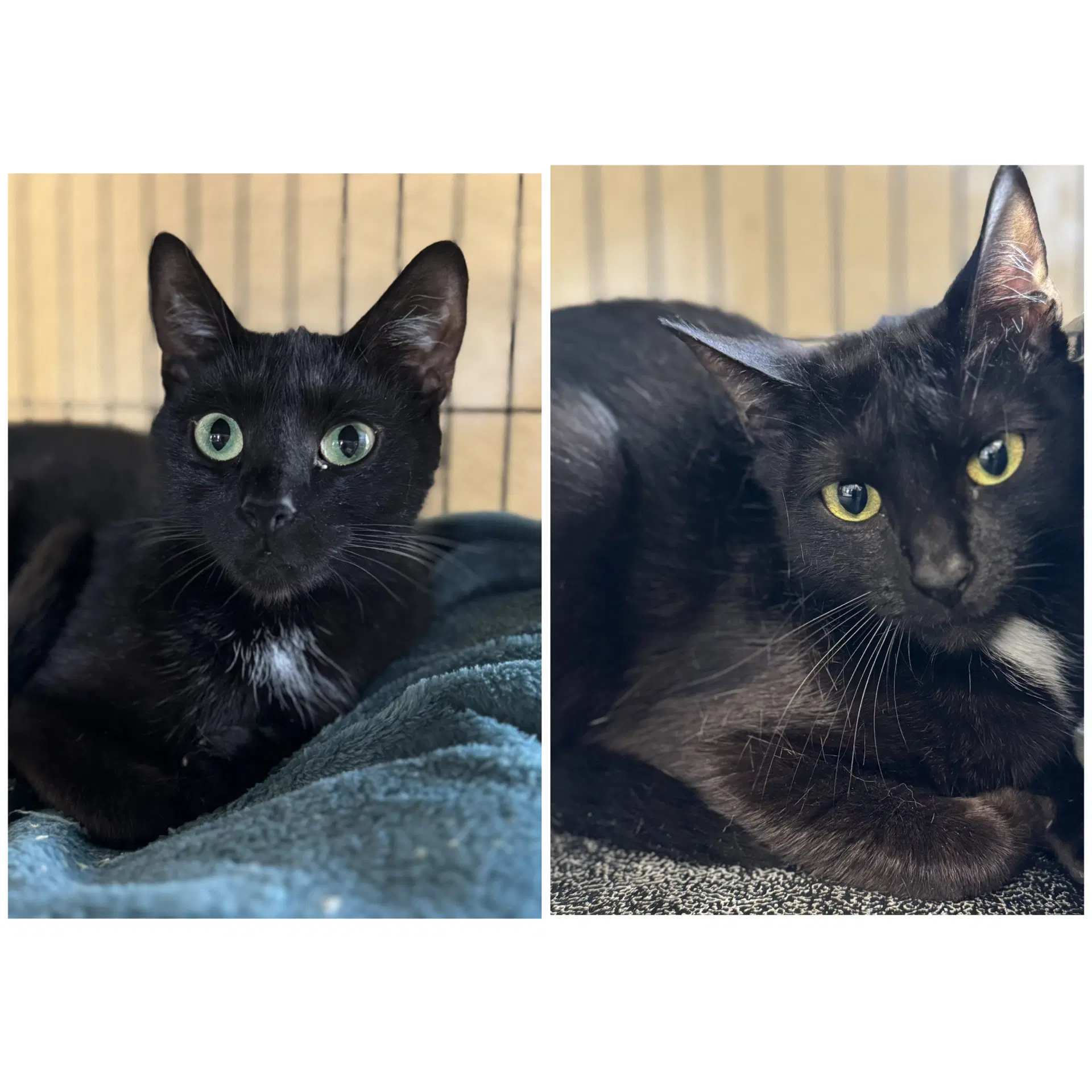 Bella  Cocoa - Domestic Short Hair