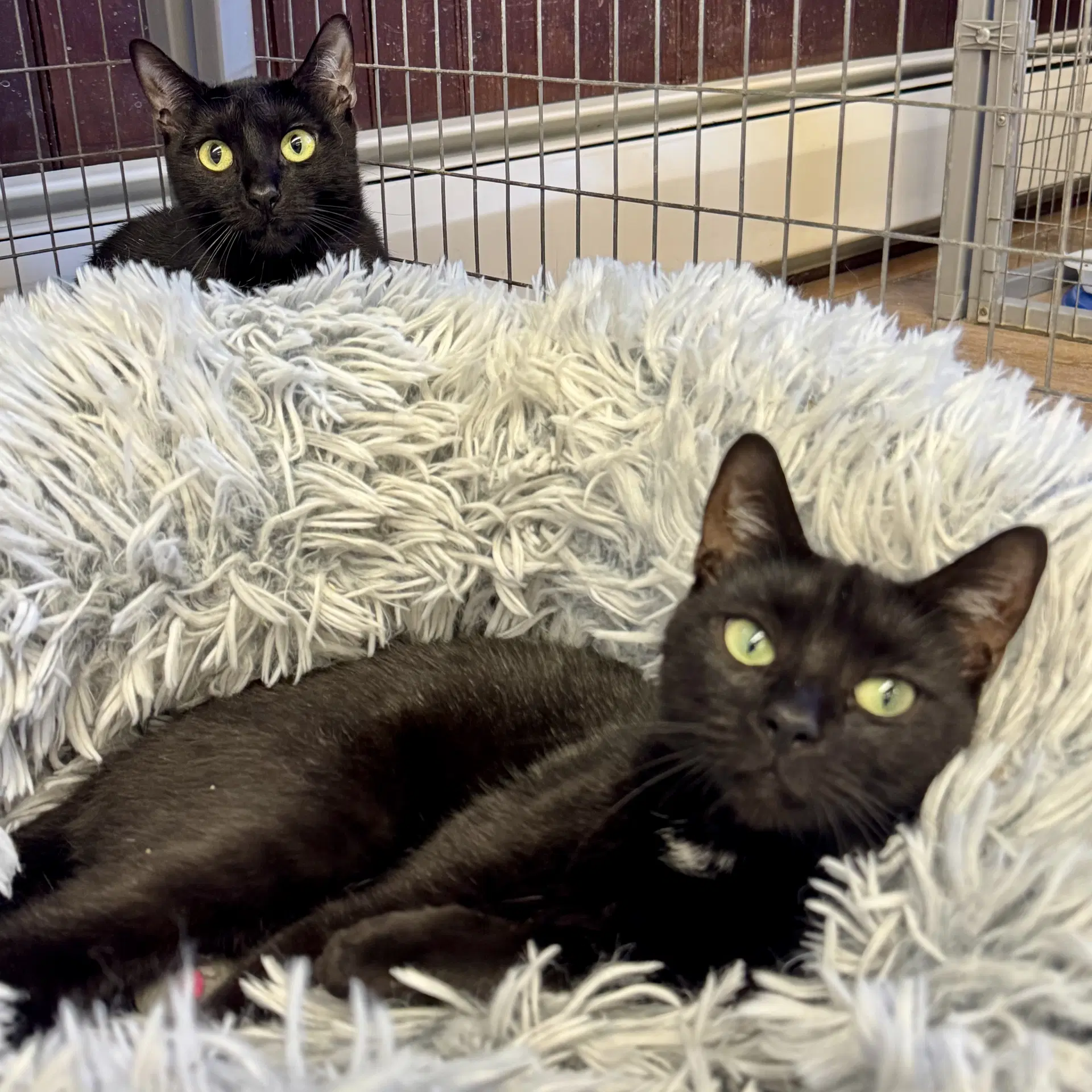 Bella  Cocoa - Domestic Short Hair