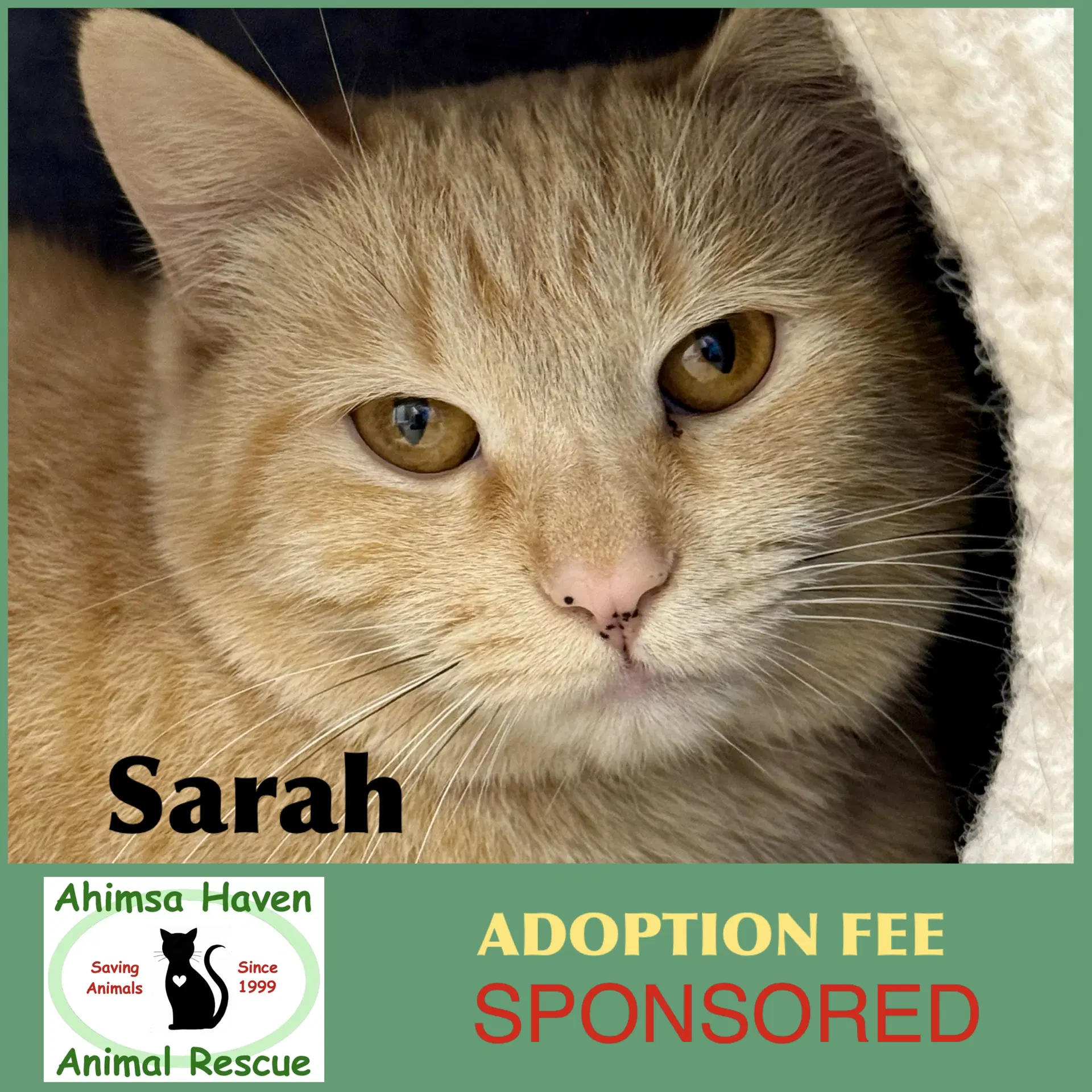 Sarah - Domestic Short Hair