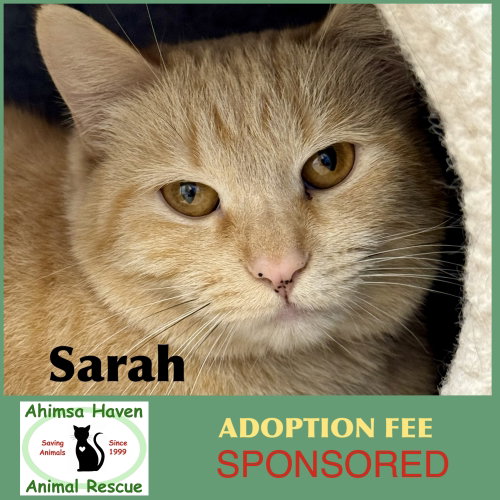 Sarah, a cat for adoption from Ahimsa Haven Animal Rescue
