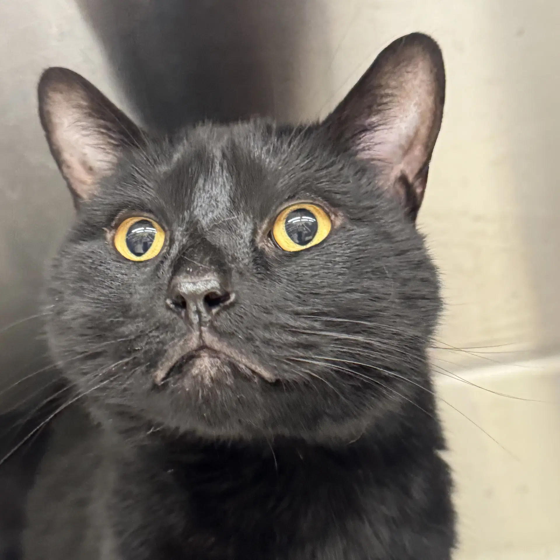 Ricky - Domestic Short Hair