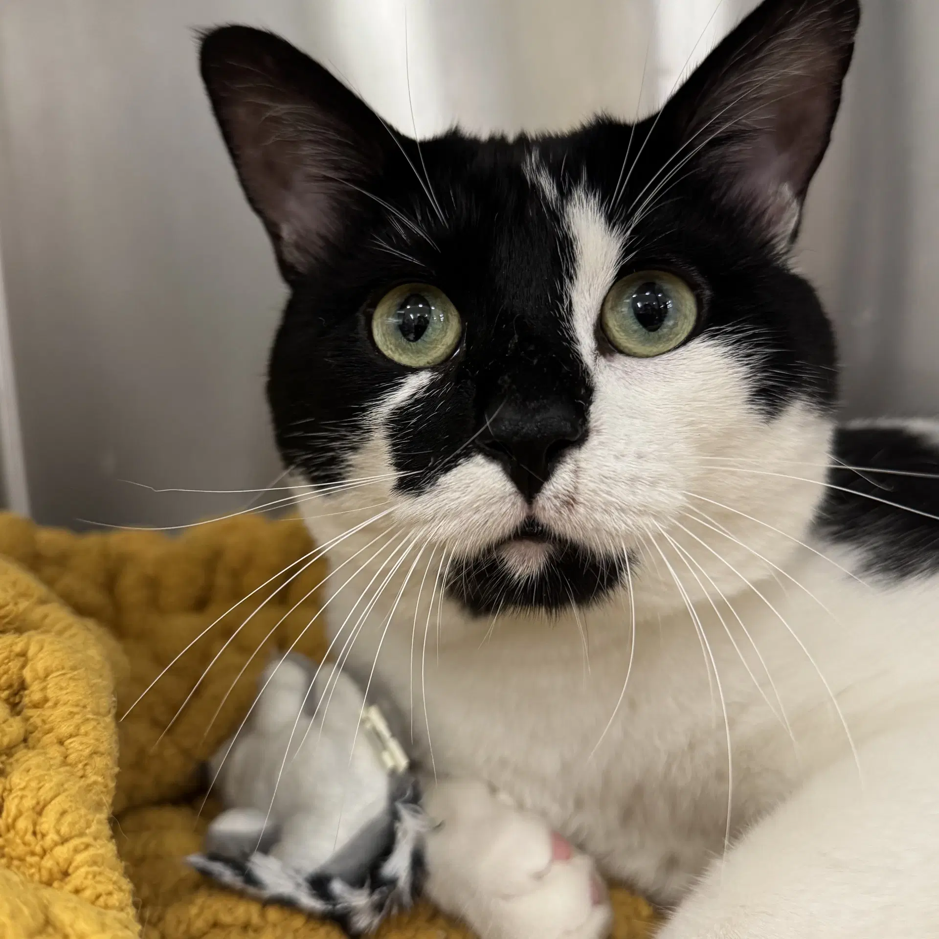 Salvatore - Domestic Short Hair