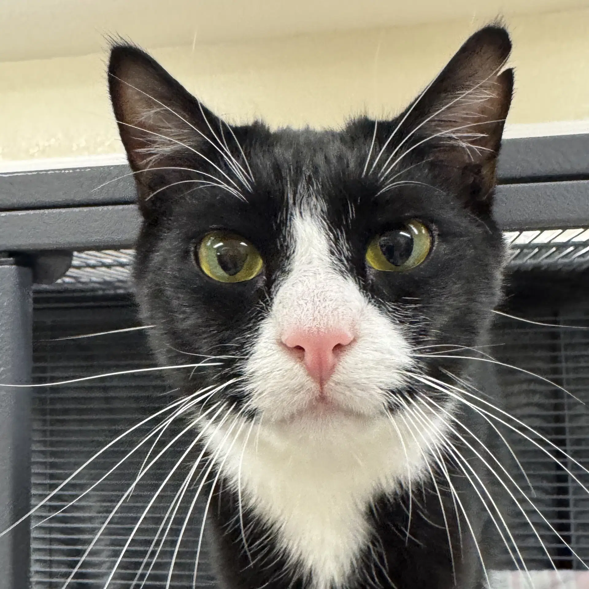 Fenton - Domestic Short Hair