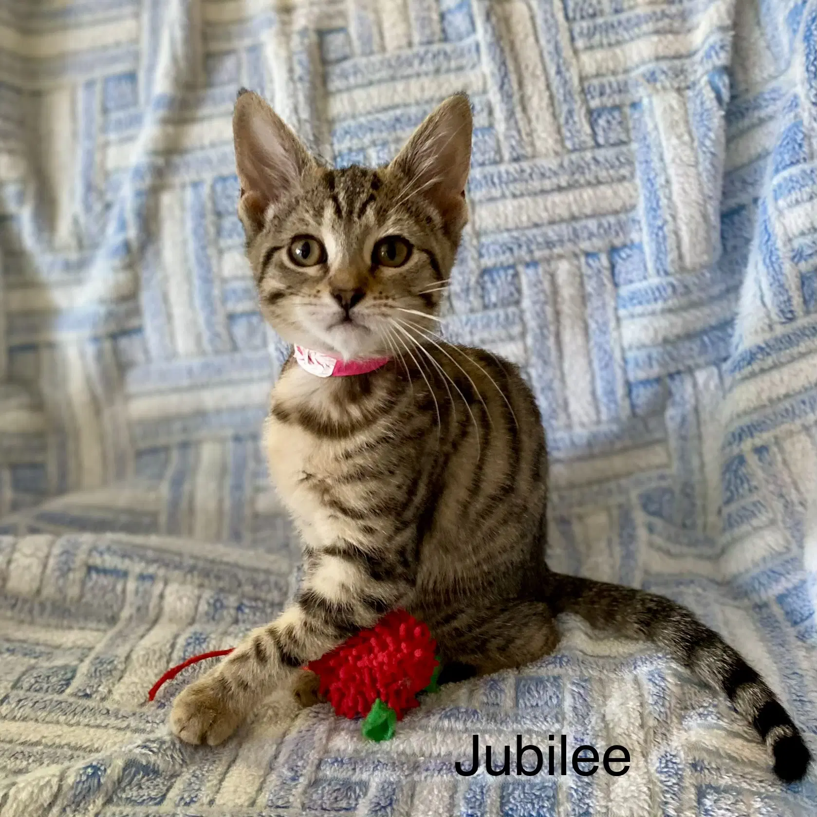Jubilee - Domestic Short Hair