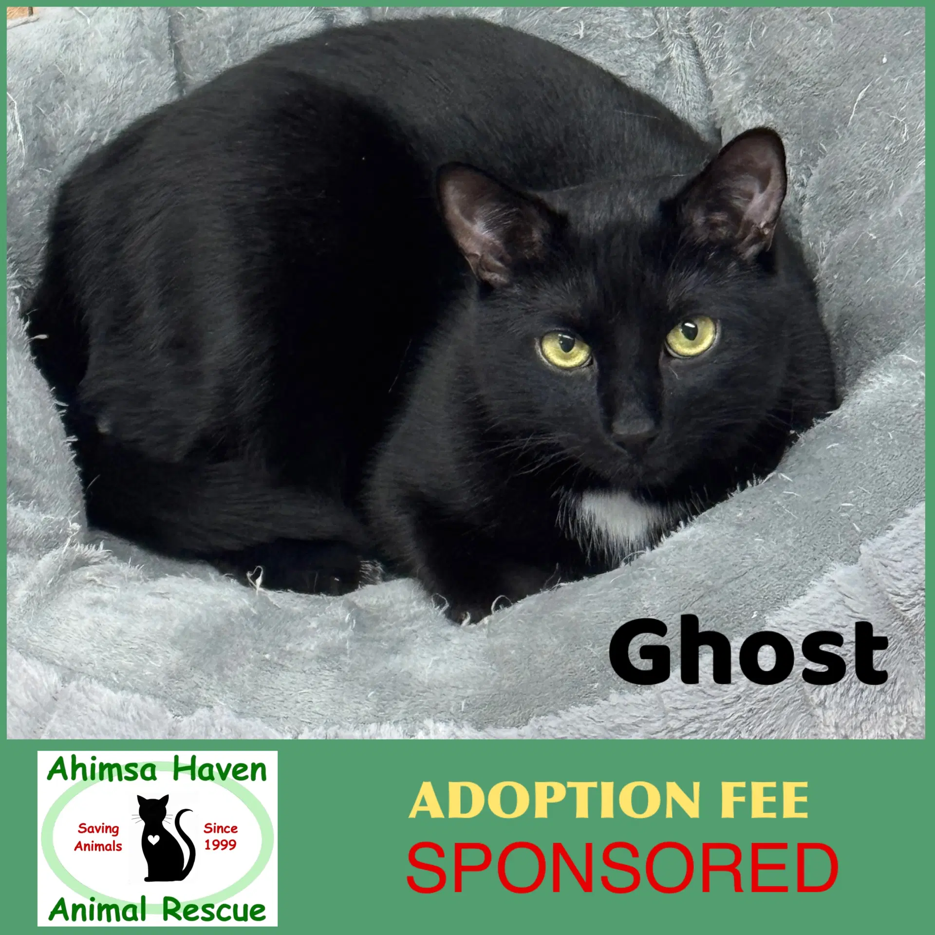 Ghost - Domestic Short Hair