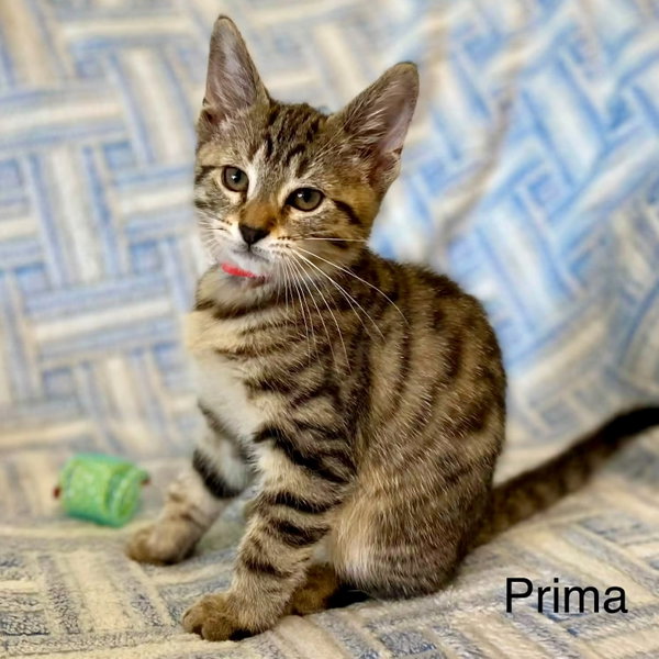 Prima