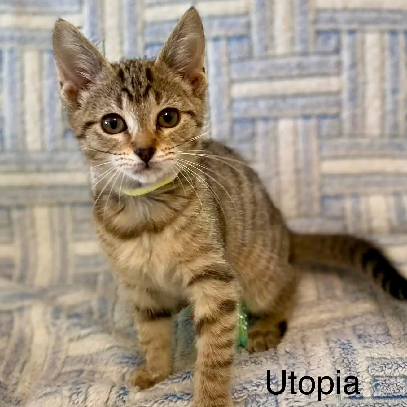Utopia - Domestic Short Hair