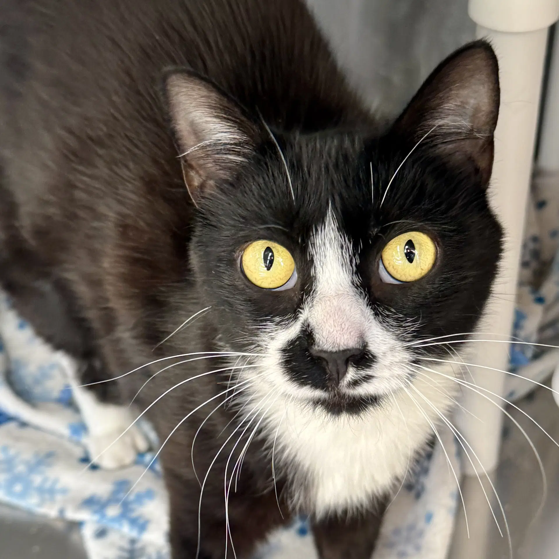 Lily - Domestic Short Hair