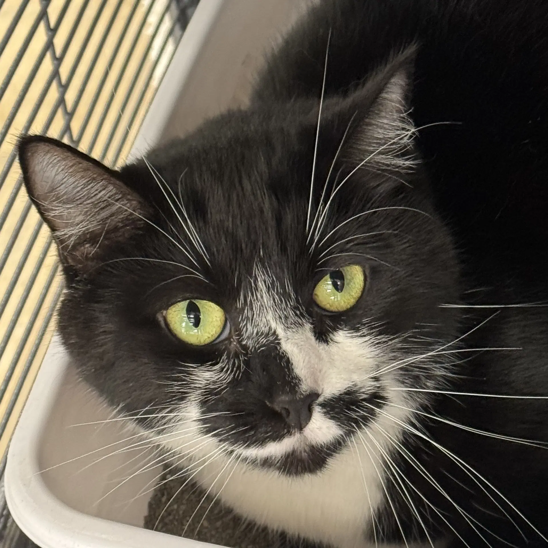 Oreo - Domestic Short Hair