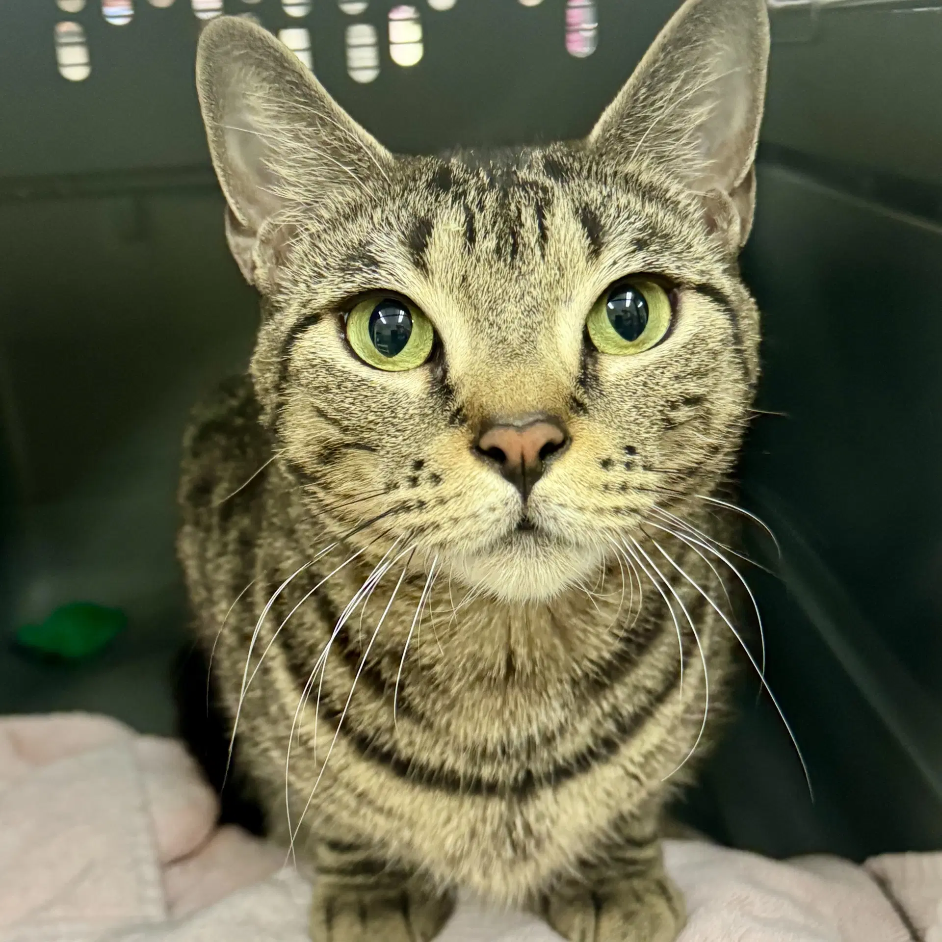 Sprinkles - Domestic Short Hair