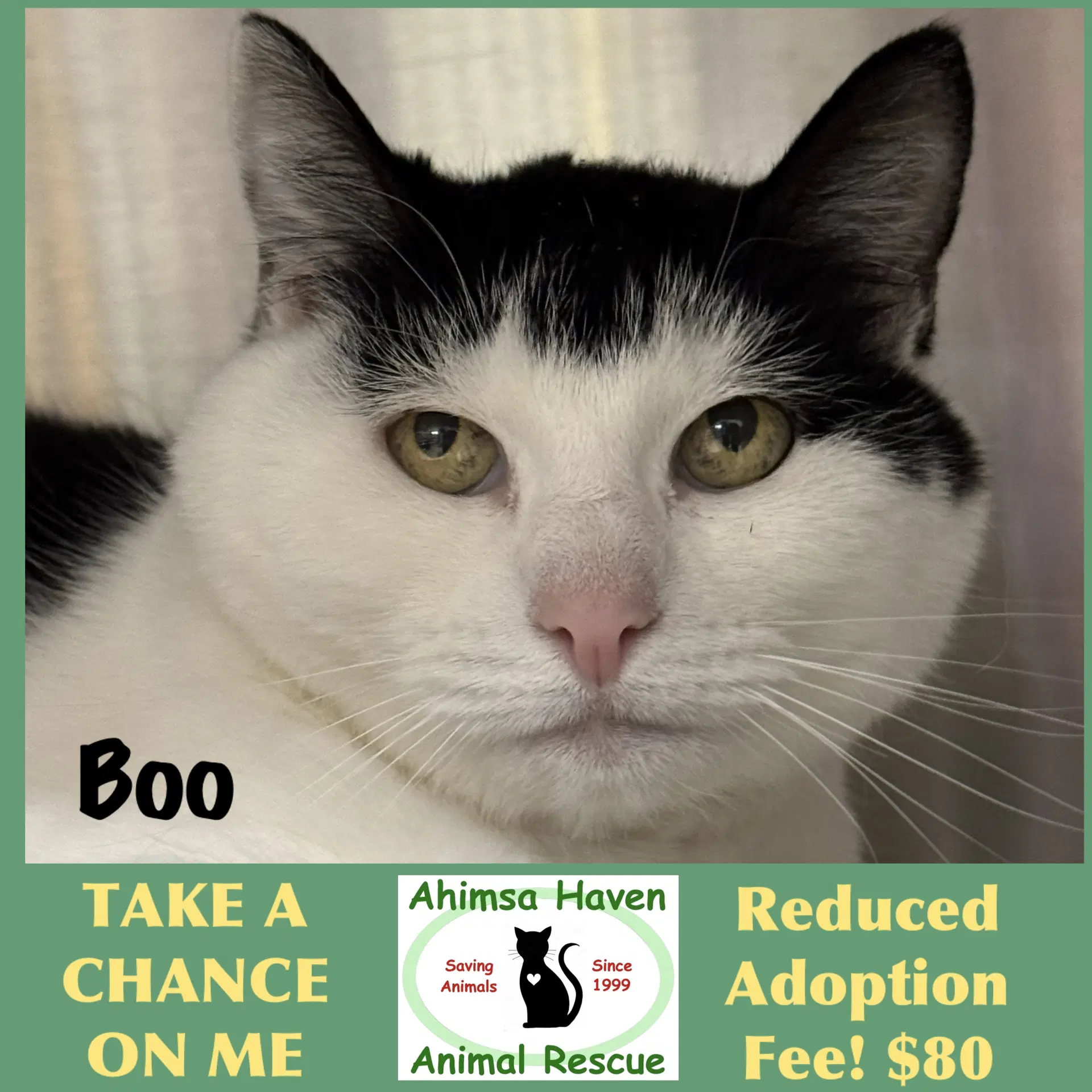 Boo - Domestic Short Hair