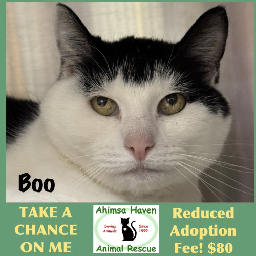 Boo, a cat for adoption from Ahimsa Haven Animal Rescue