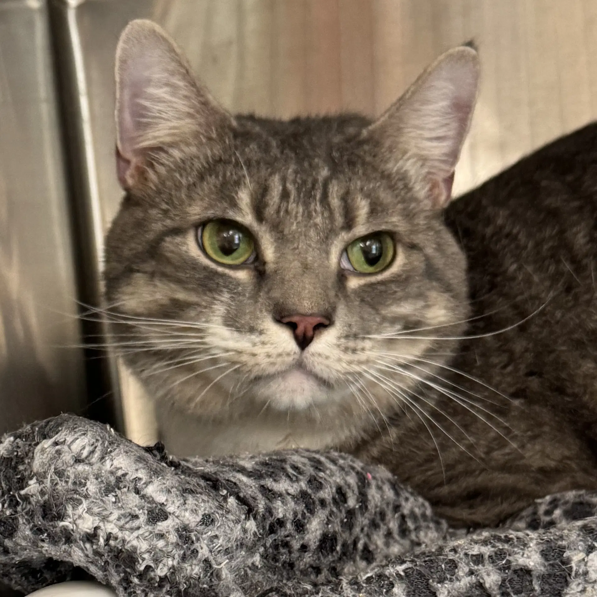 Rocky - Domestic Short Hair