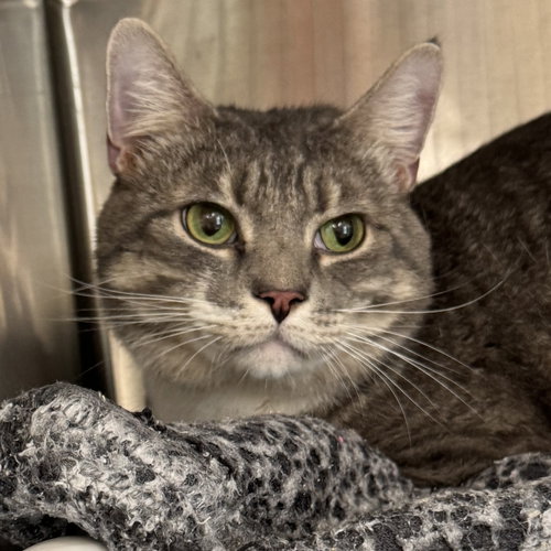 Rocky, a cat for adoption from Ahimsa Haven Animal Rescue