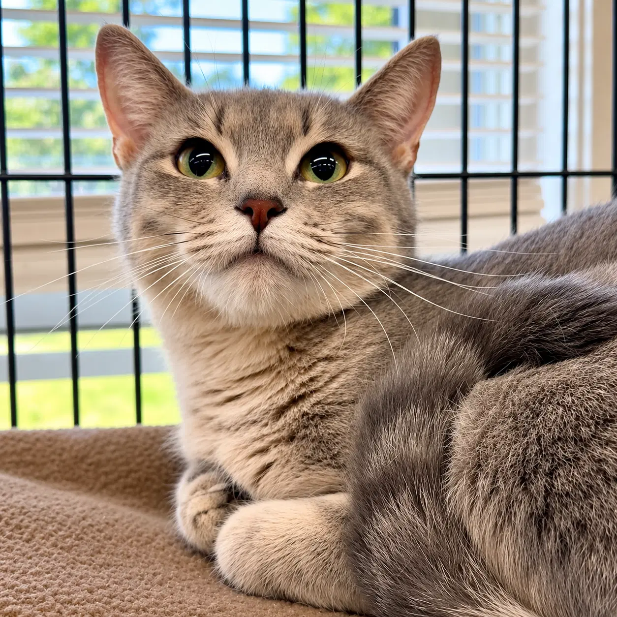 Cafe - Domestic Short Hair