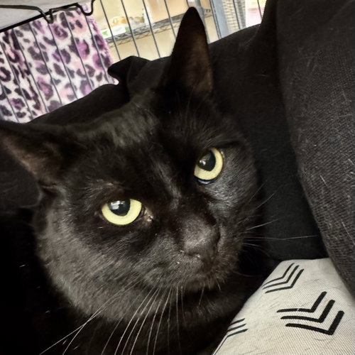 Bullwinkle, a cat for adoption from Ahimsa Haven Animal Rescue
