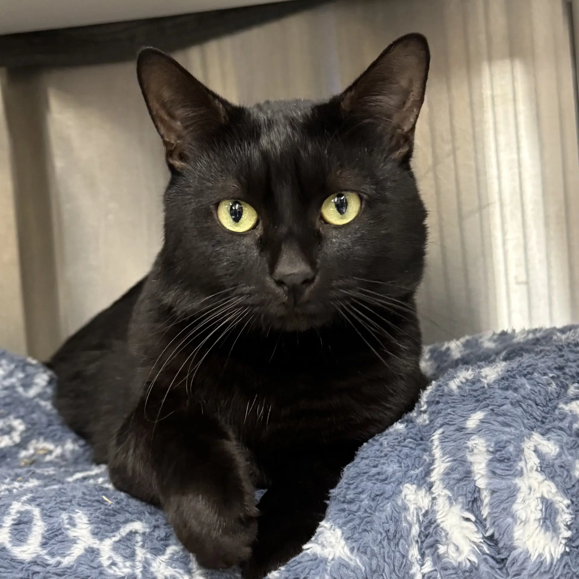 Bullwinkle - Domestic Short Hair