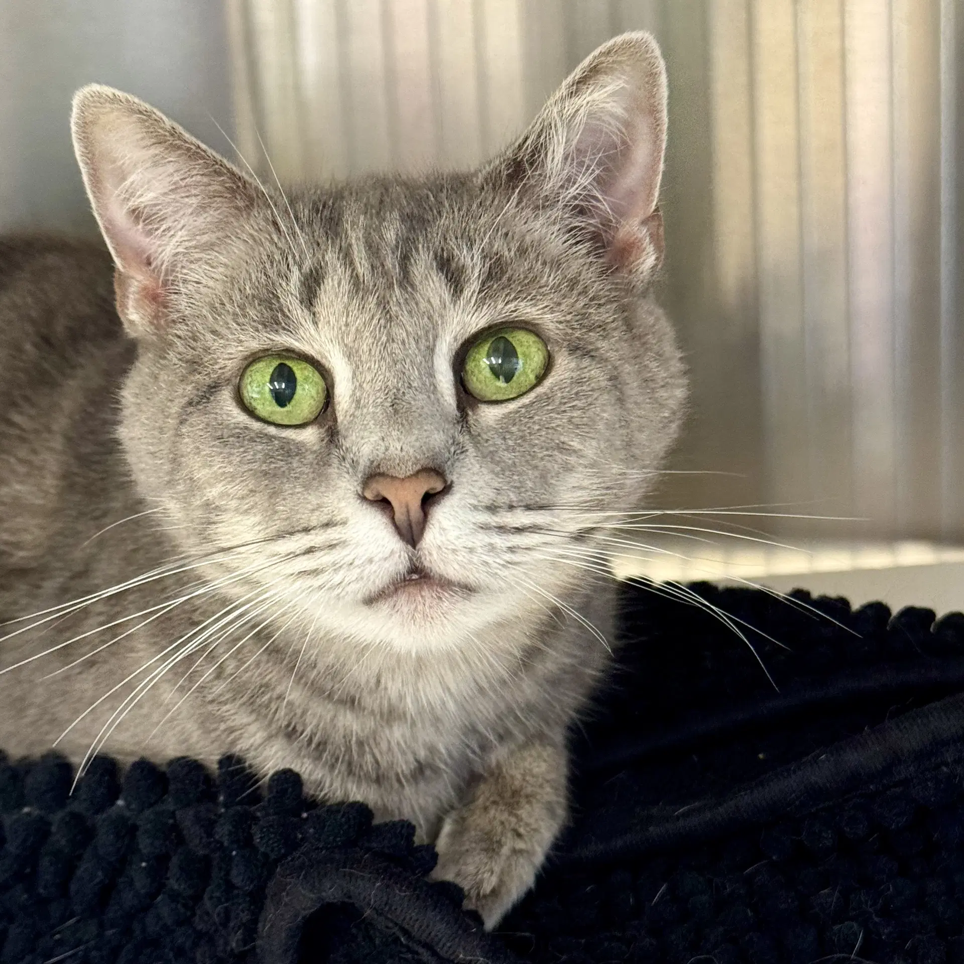 Chantilly - Domestic Short Hair