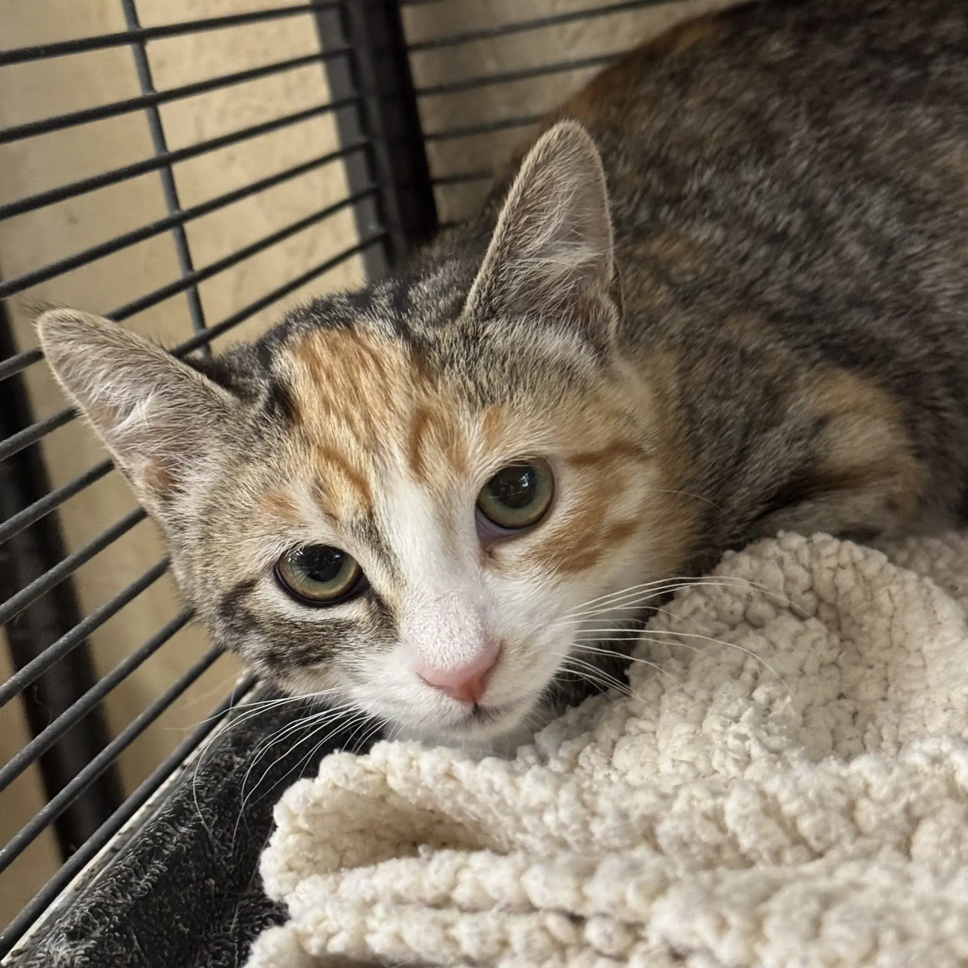 Baby - Calico