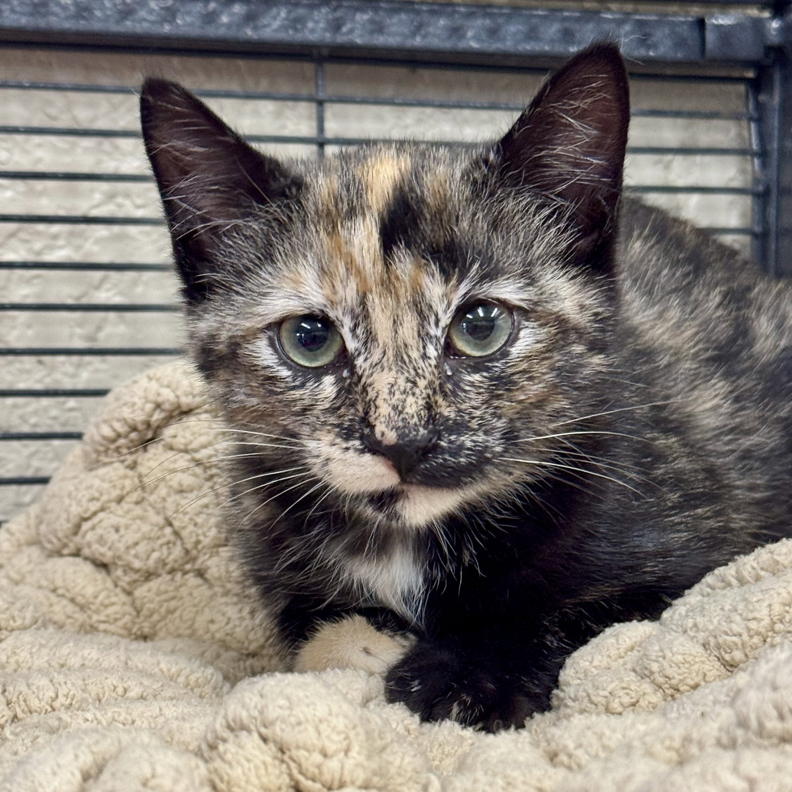 Posh, Domestic Short Hair