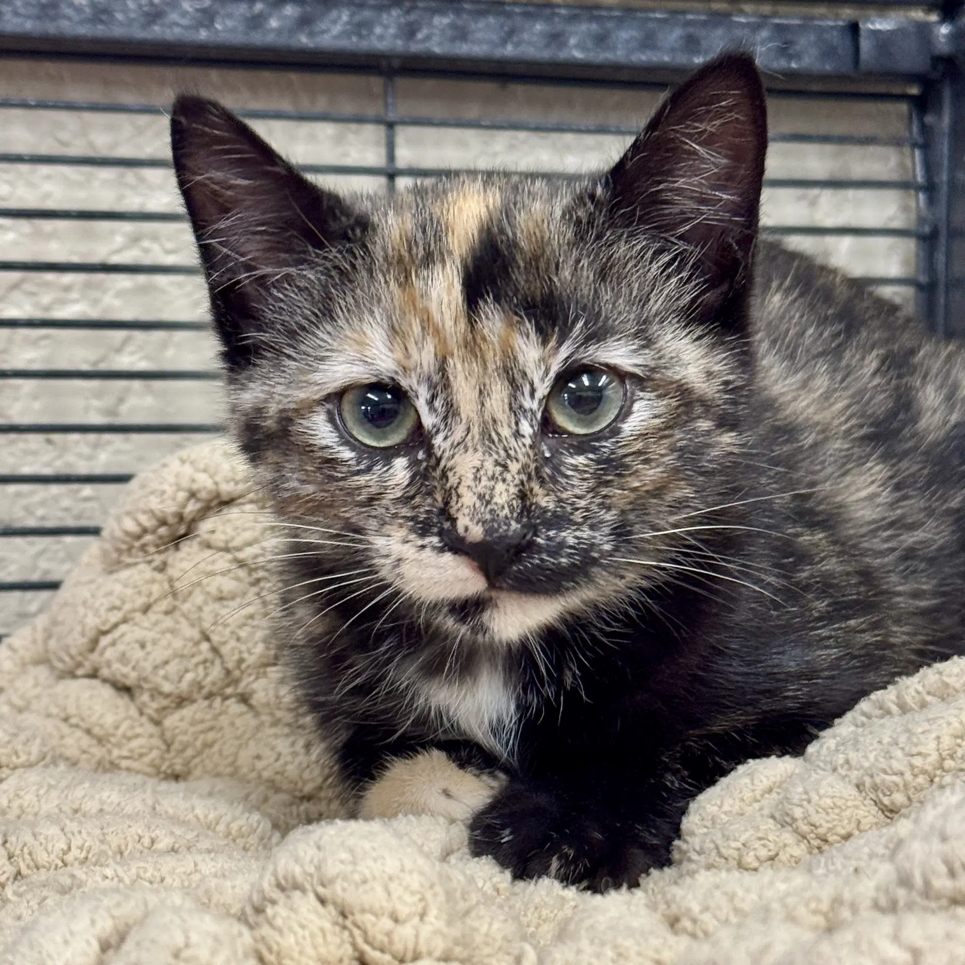 Posh - Domestic Short Hair