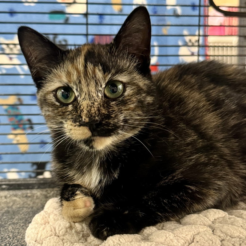 Posh, a young female cat up for adoption