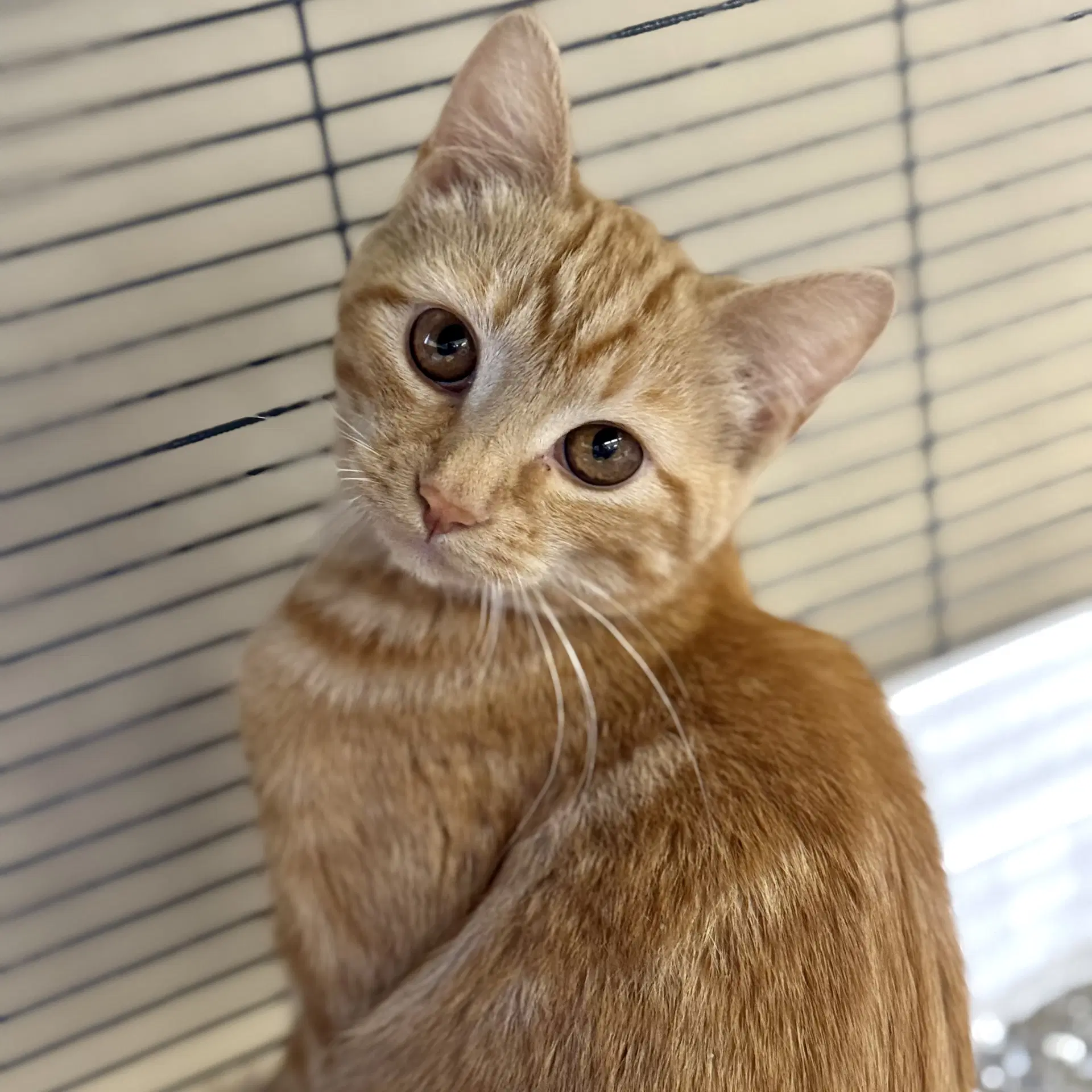 Ginger - Domestic Short Hair