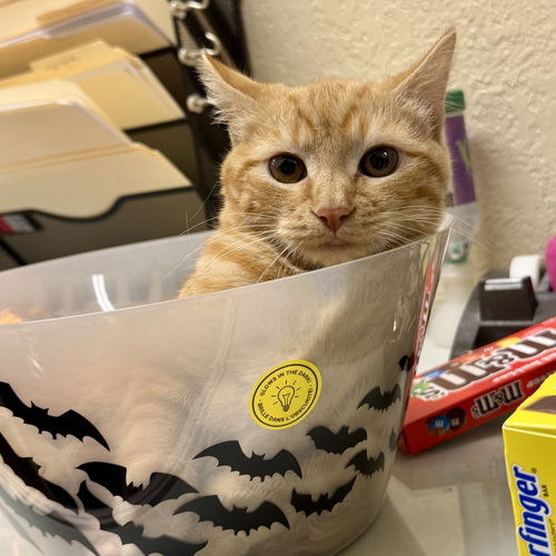 Photo 2 of Ginger