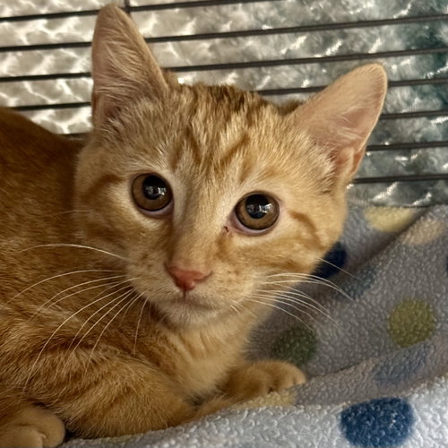 Photo 3 of Ginger