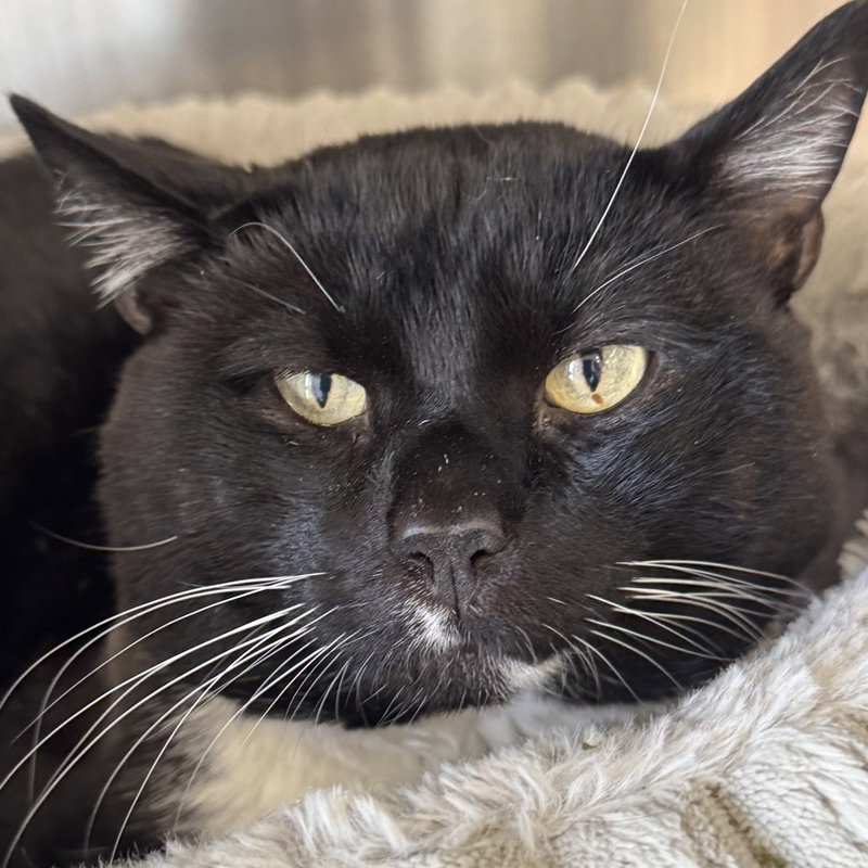 Rocky, an adult male cat up for adoption