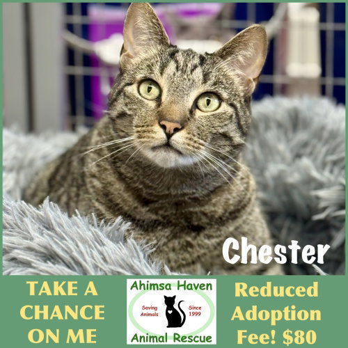 Chester, a cat for adoption from Ahimsa Haven Animal Rescue