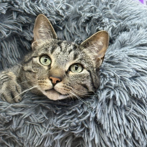 Photo 3 of Chester