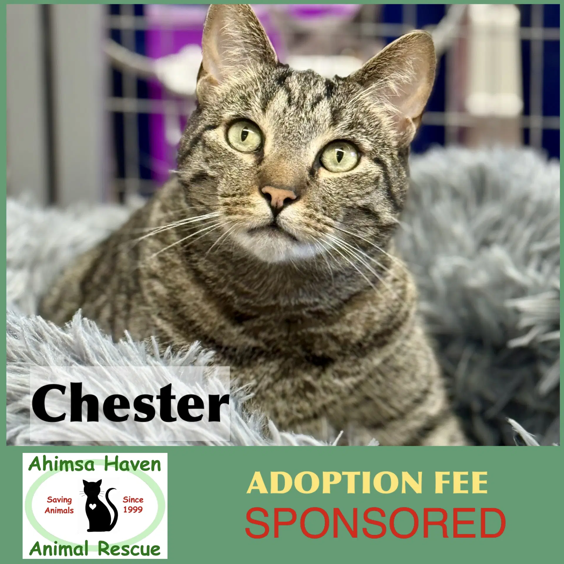 Chester - Domestic Short Hair