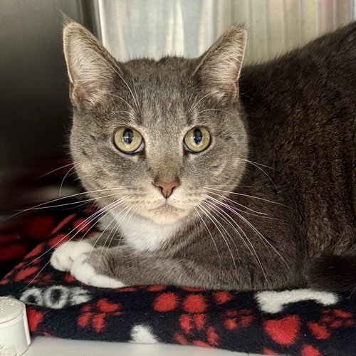 Pia, a cat for adoption from Ahimsa Haven Animal Rescue