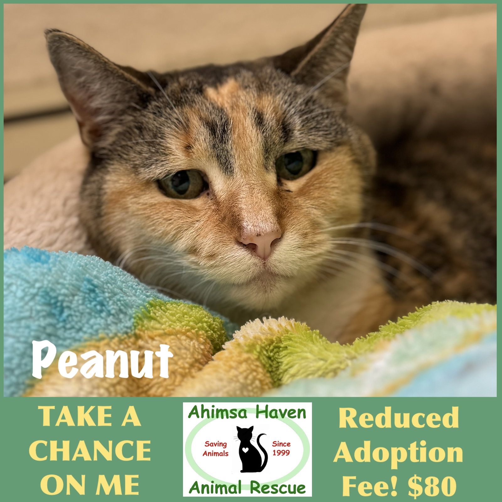 Peanut, Domestic Short Hair