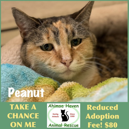 Peanut, a cat for adoption from Ahimsa Haven Animal Rescue