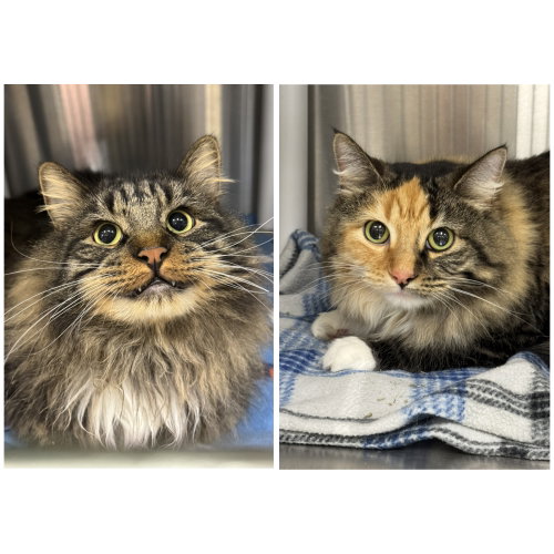 Dixson & Paquita, a cat for adoption from Ahimsa Haven Animal Rescue